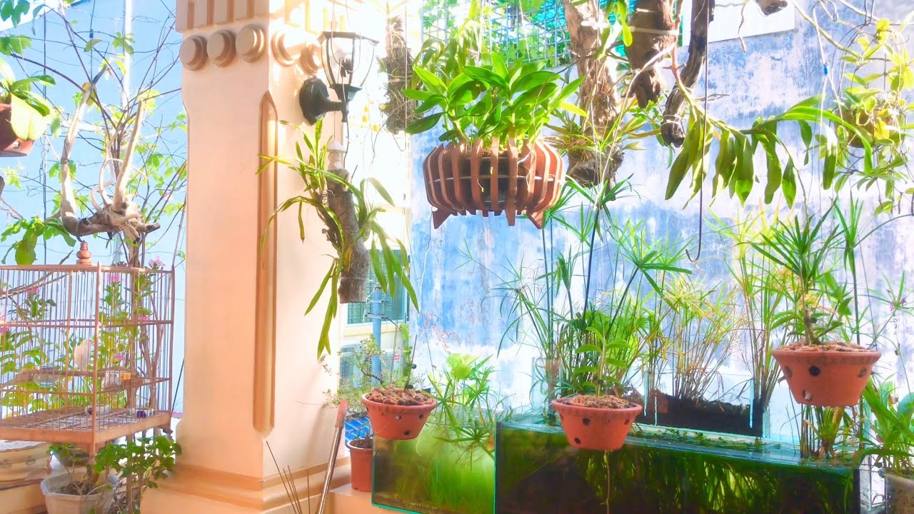 Tiếng Chim Bạch Yến Hót Thánh Thót Ngoài Ban Công