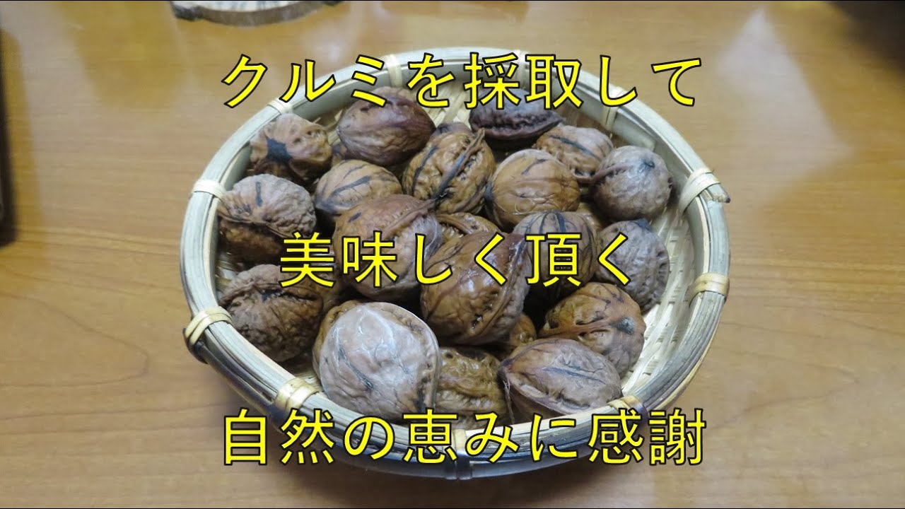 【WALNUT】クルミを採取して、美味しく頂く。