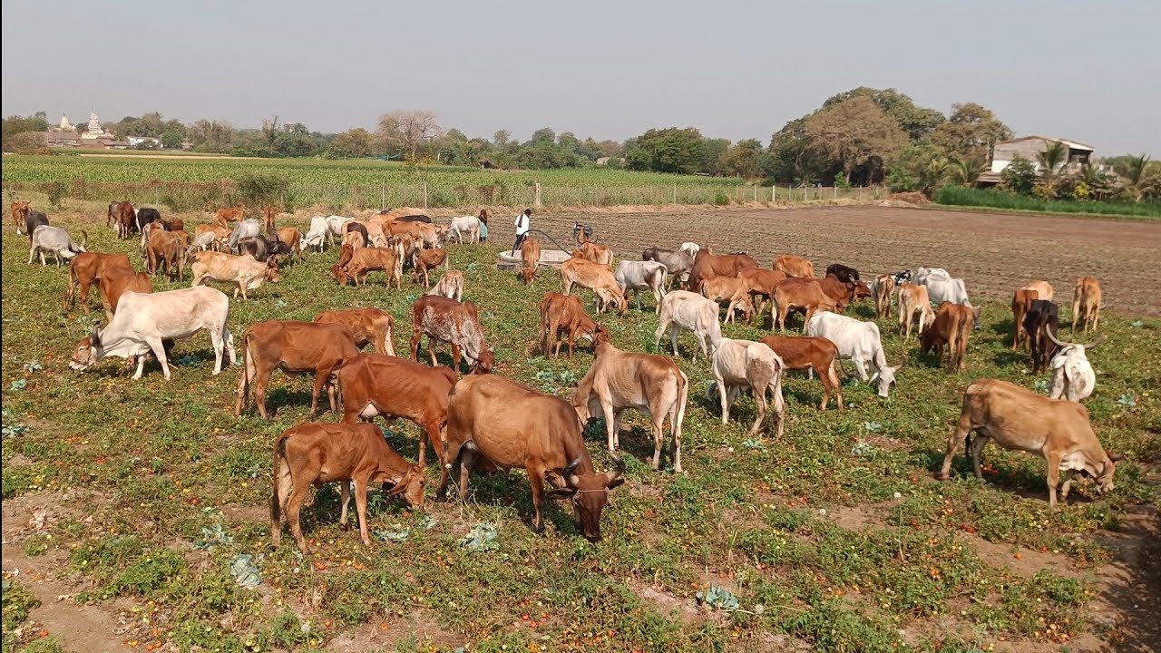ટમેટા માં ગાયો ચરવા મૂકી દીધી