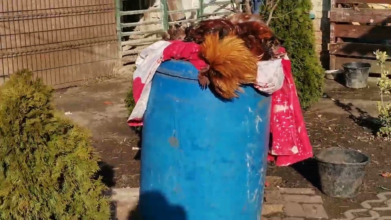A murit cocosul de brahma la aproape 3 ani 😢