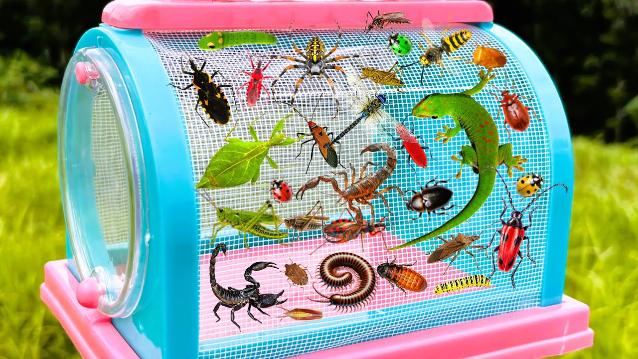 I am hunting for insects in the garden, I found a grasshopper, Ladybug, praying mantis, dragonfly