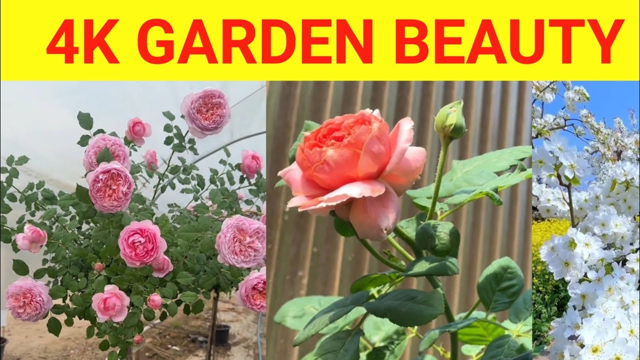 Beautiful Flower Garden Tour | Colorful Blooming Flowers & Relaxing Nature