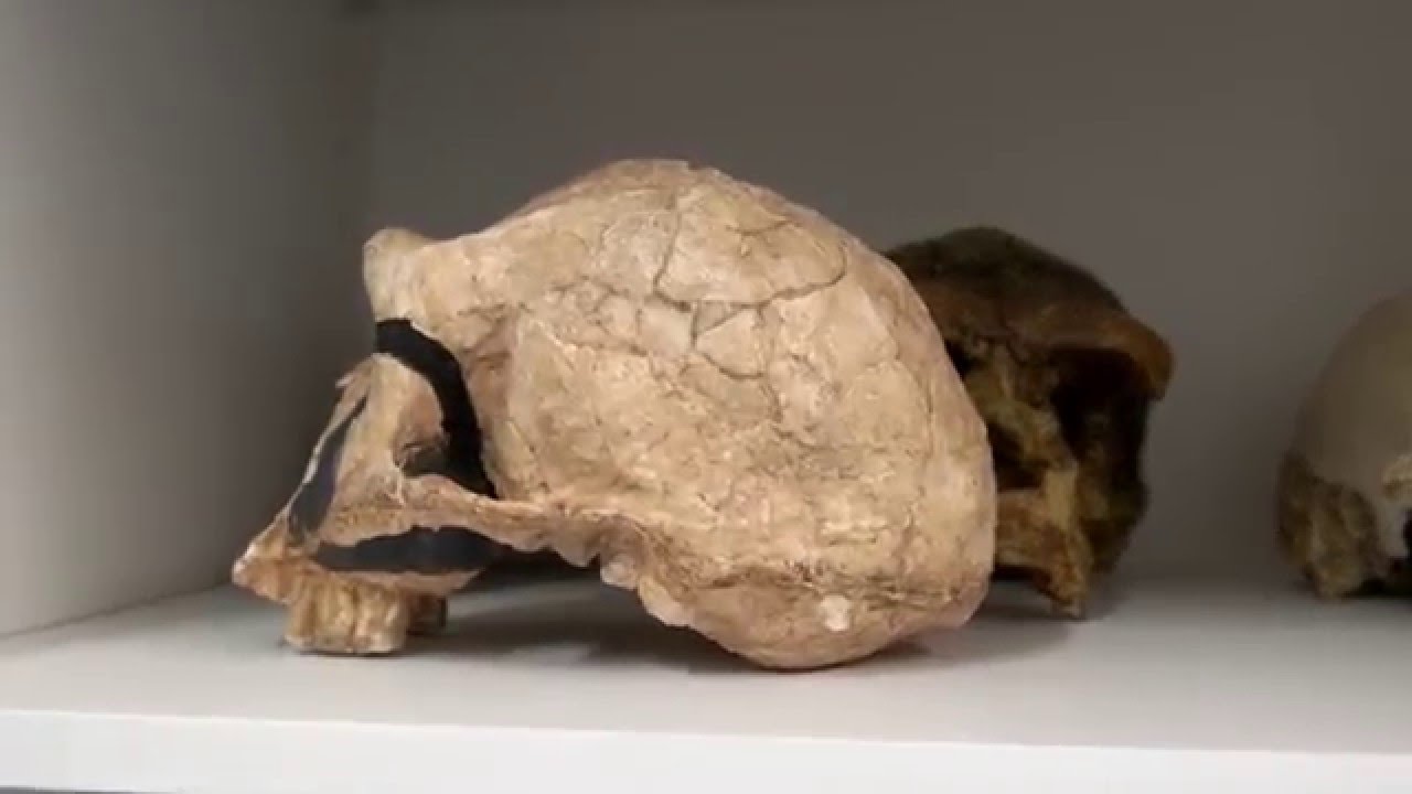 Associate Professor Stephen Wroe