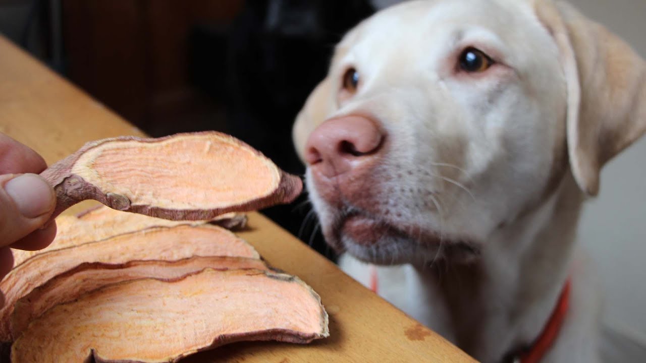 Sweet Potato Dog Treat Recipe - GardenFork