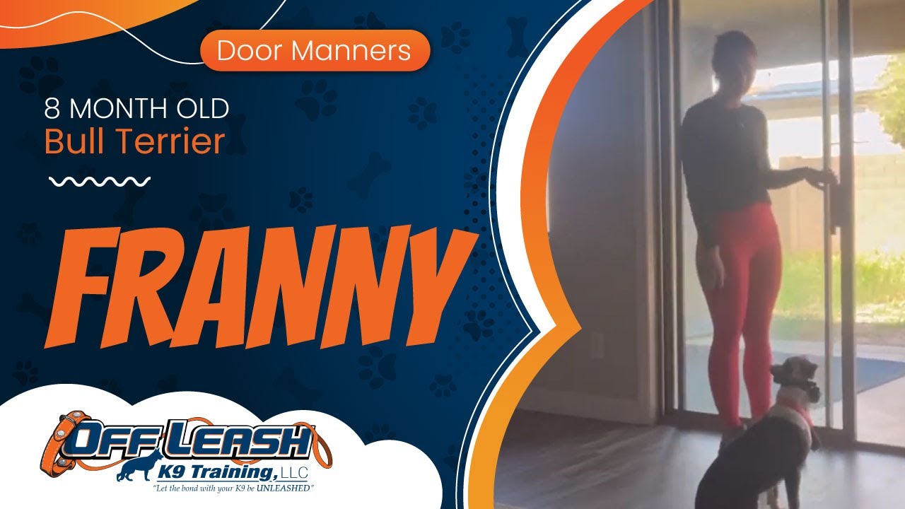 Franny ~ 8 Month Old Bull Terrier ~ Off Leash K9 Training Phoenix