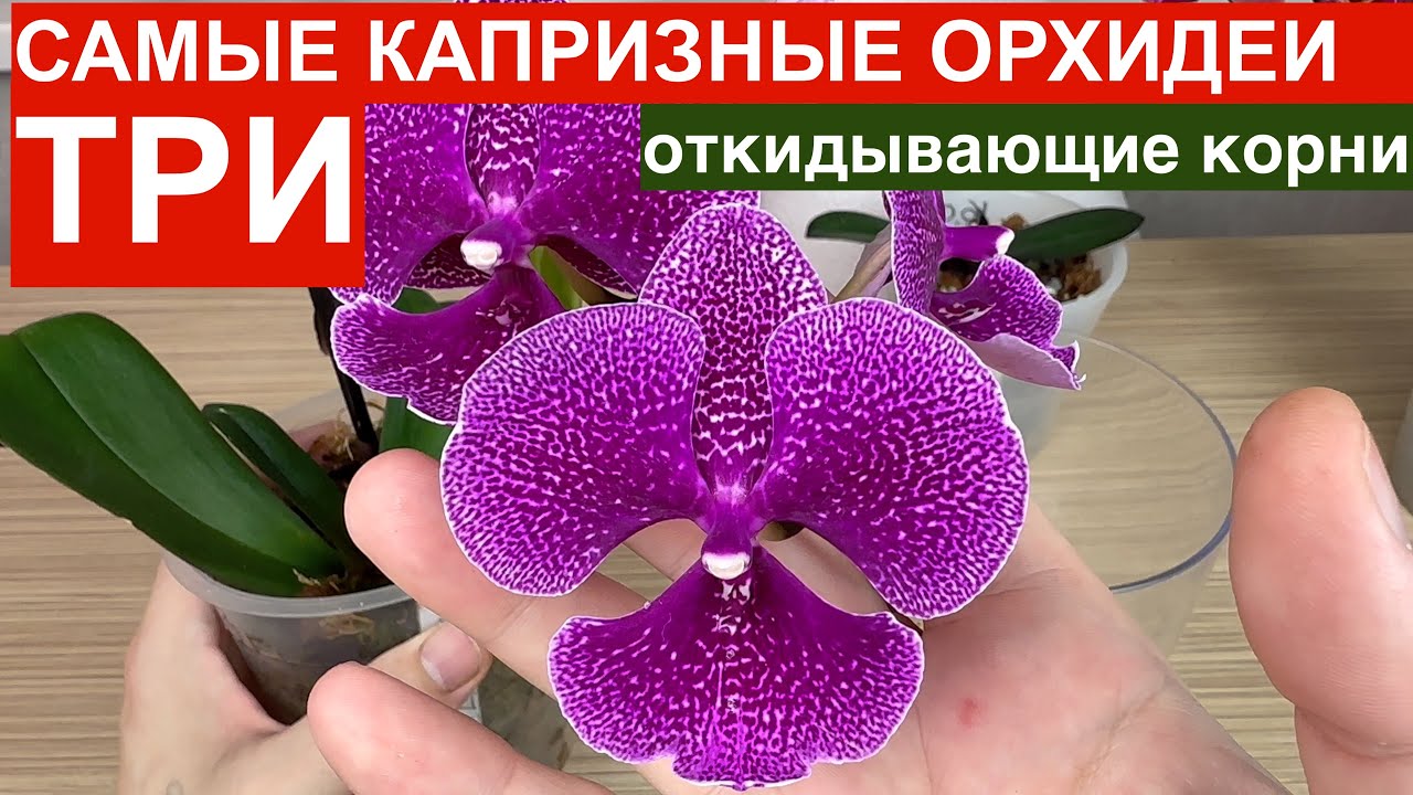 ДЕНЬГИ за ОРХИДЕИ на ВЕТЕР // НЕ ПОКУПАЙ три самые капризные орхидеи ИХ БОЯТСЯ даже продавцы орхидей
