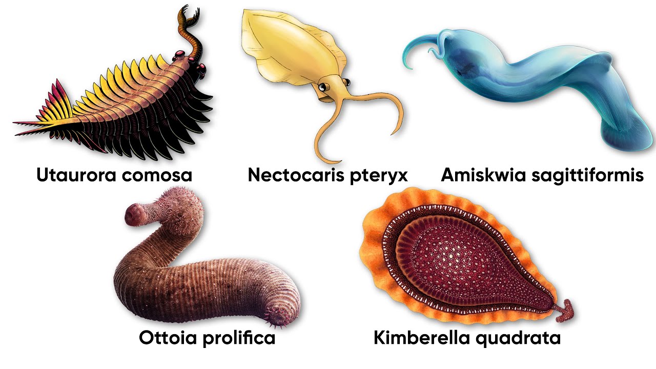 Every Strangest “Trunk” Ever Found in Tiny Prehistoric Ocean Animals Explained