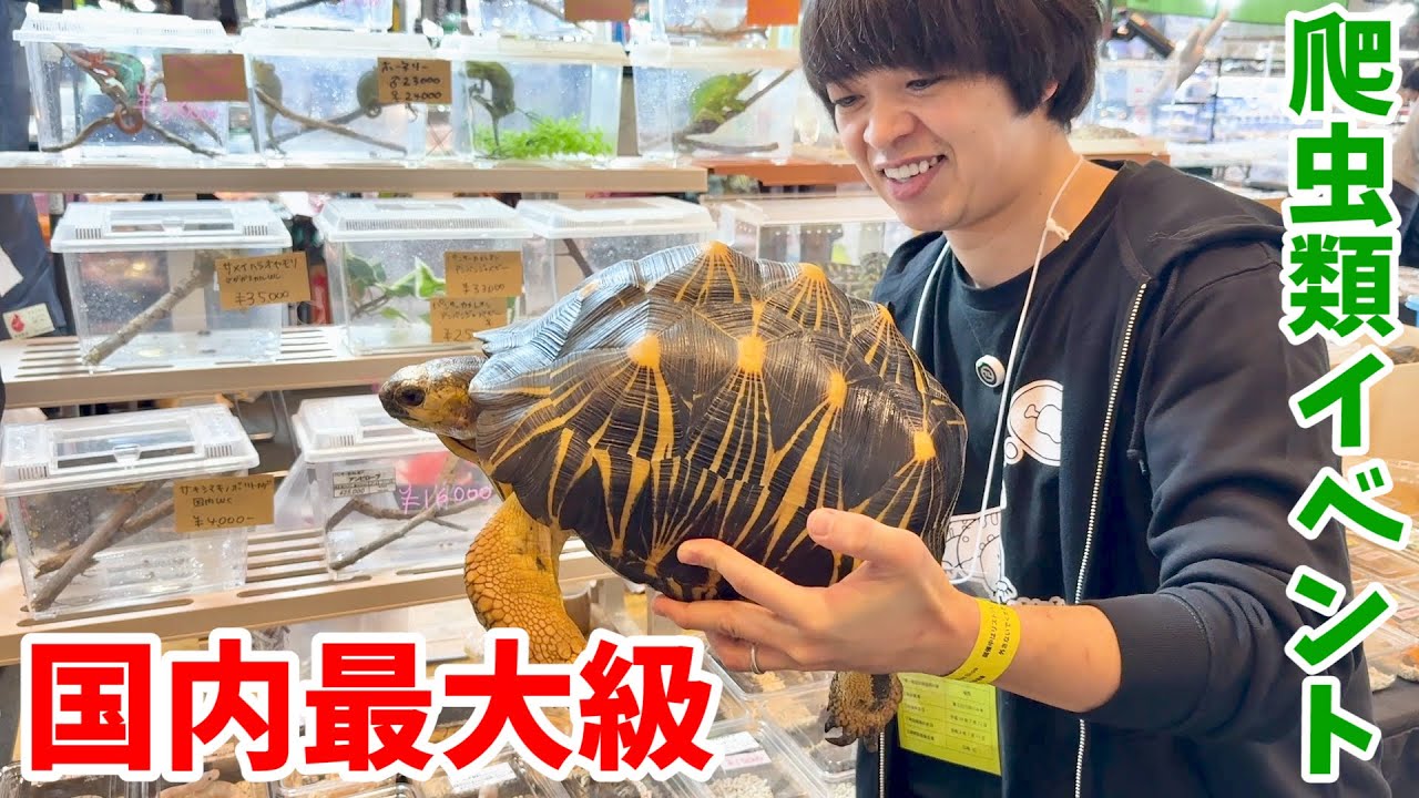【JRS静岡】とんでもない爬虫類達が大集合の国内最大級の爬虫類イベントが今年も凄すぎた