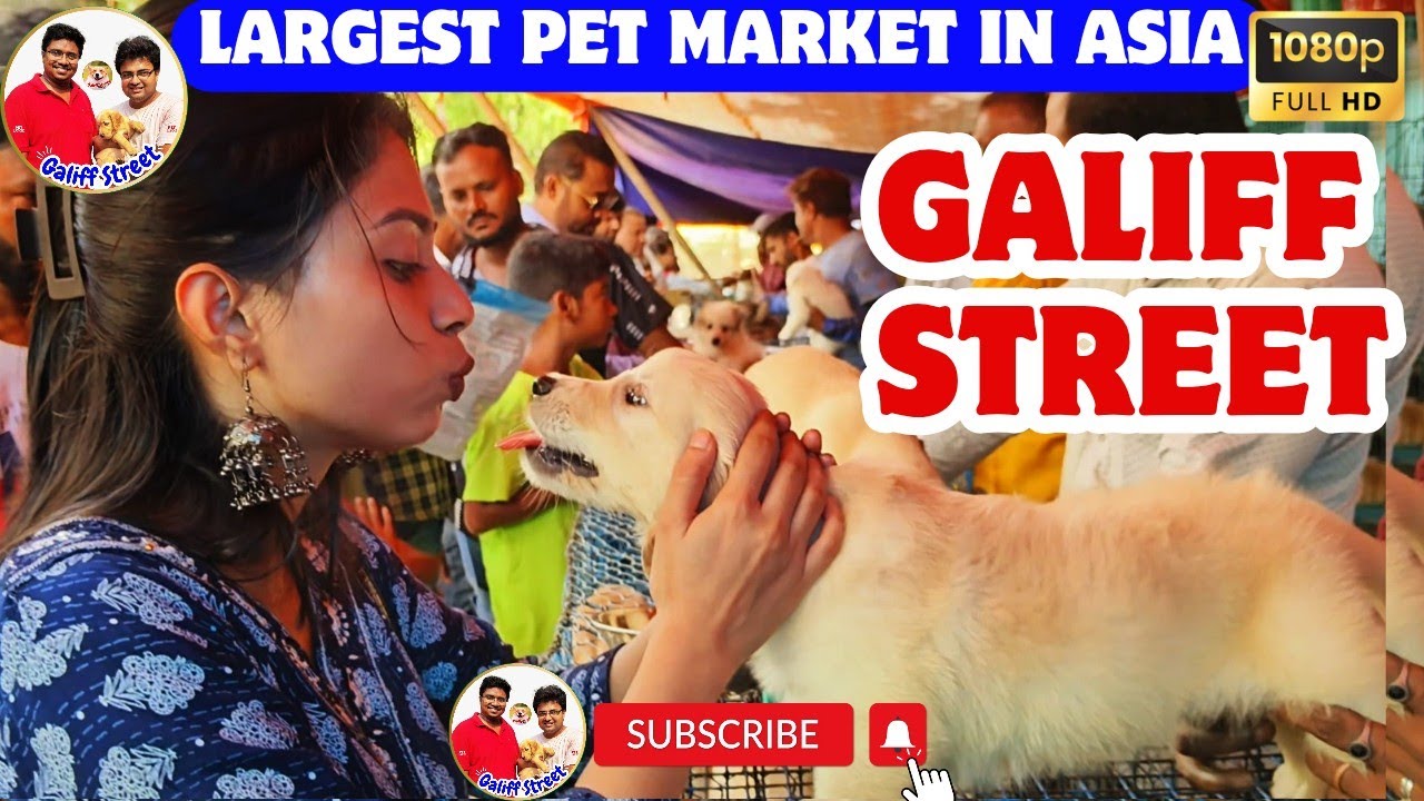 Galiff Street Pet Market Kolkata | dog market in kolkata | Dog Price | Gallif street kolkata | Dogs