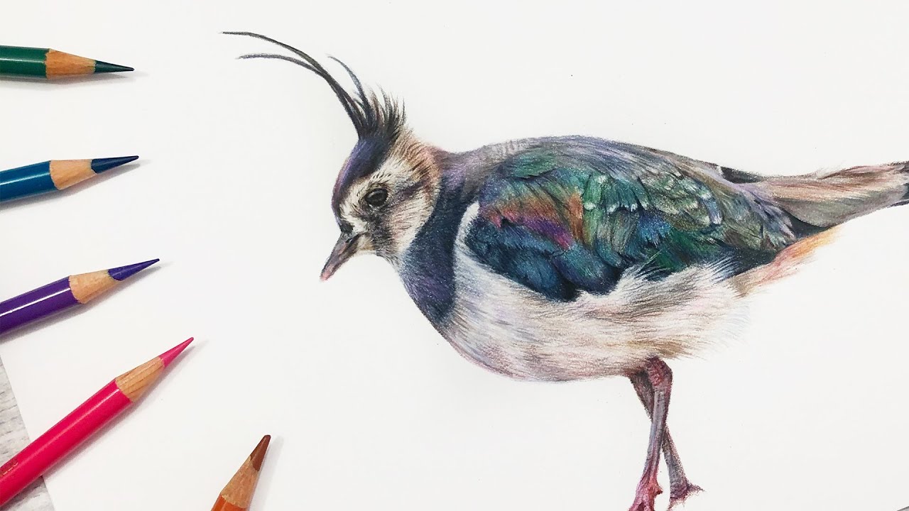 How To Draw OILY EFFECT FEATHERS | Lapwing in Colored Pencil