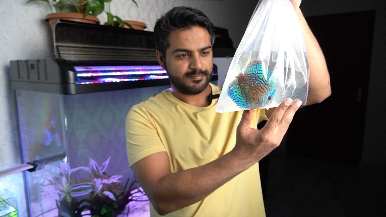 Adding NEW Discus fish to my 75 Gallon Tank | Discus aggression!!!