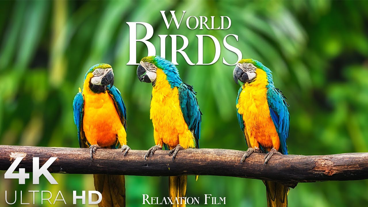 World of Birds 4K &bull; Peaceful Relaxation Film with Deep Calming Music | 4K Ultra HD