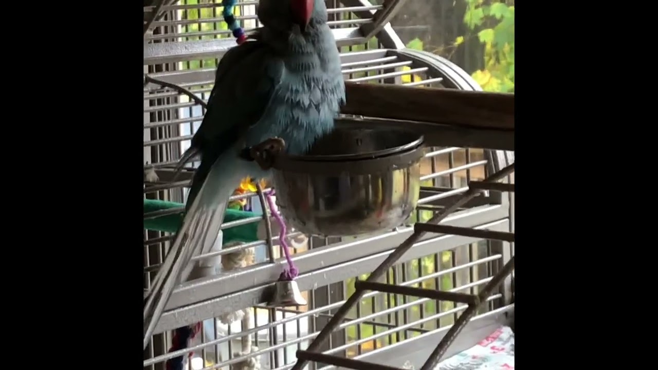 Parrotdise@