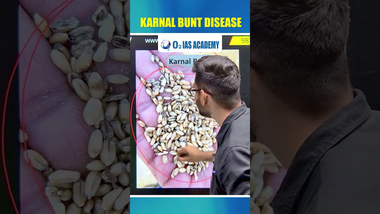 Karnal Bunt Disease Outbreak #upsc  #ias