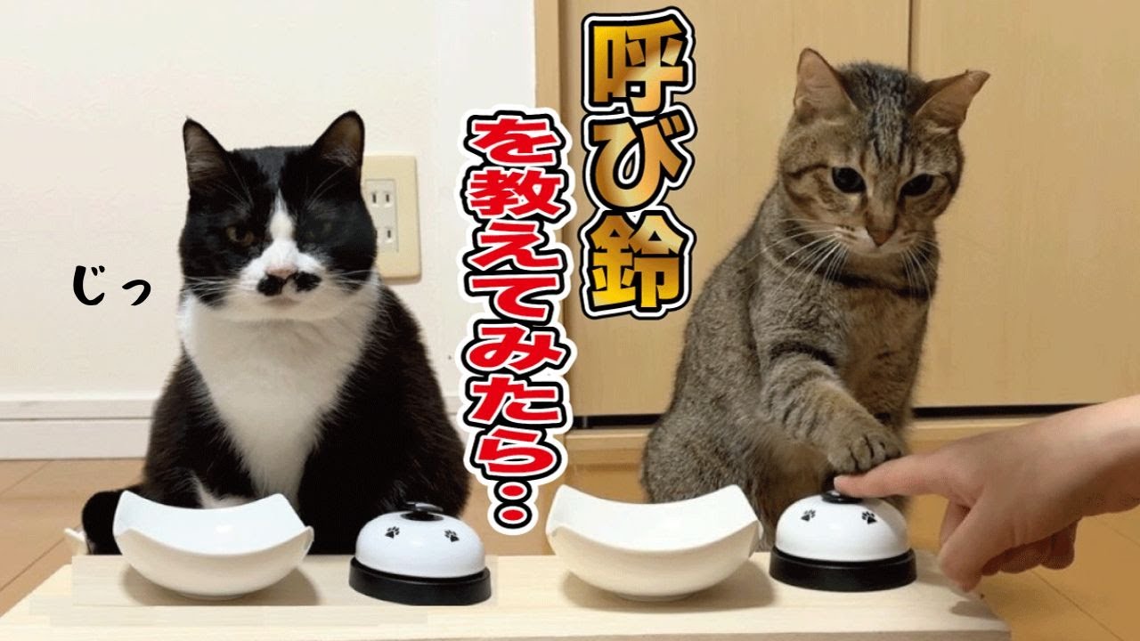 猫に呼び鈴を教えたら珍行動連発で大爆笑の結果に