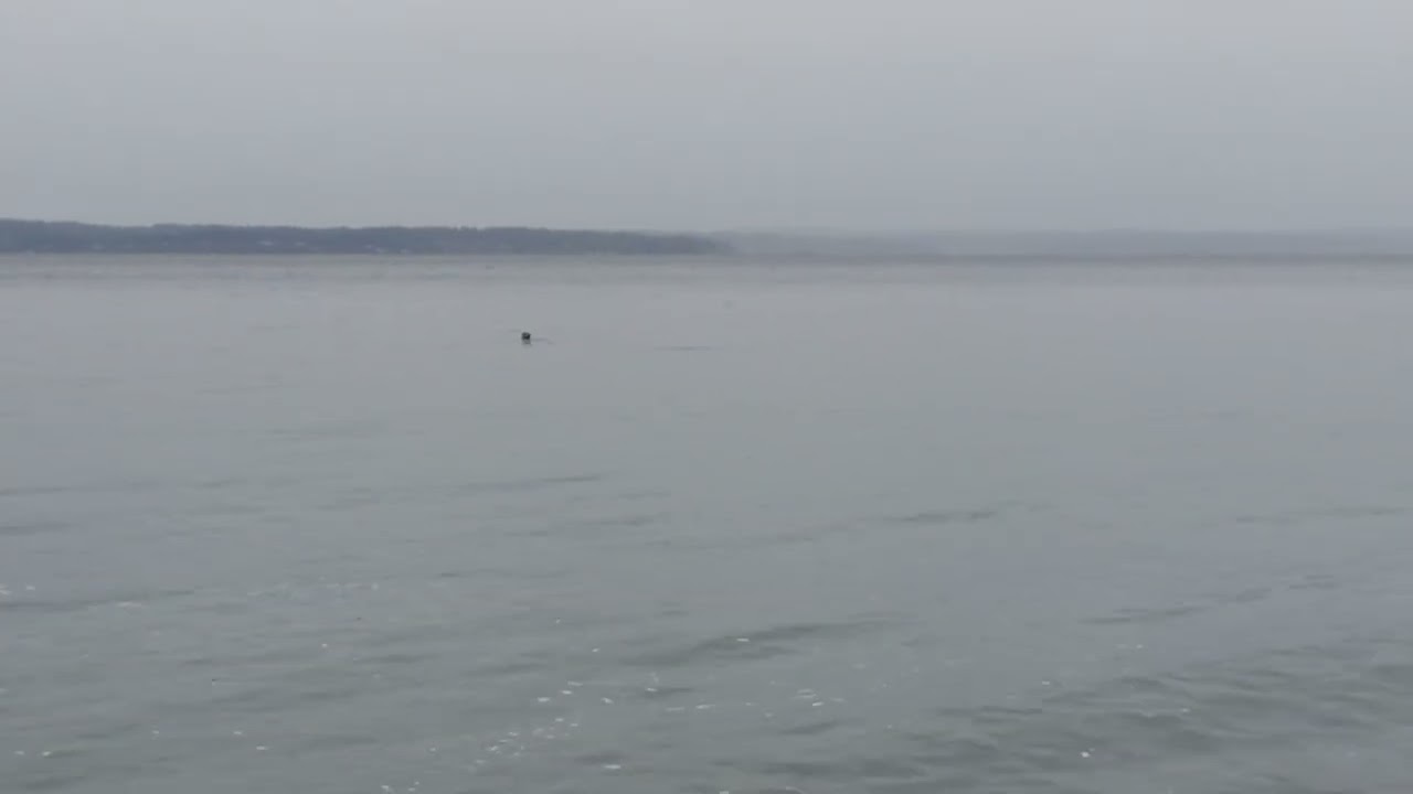 Wild Swim Seattle: February Gloom, Happy Swimmers