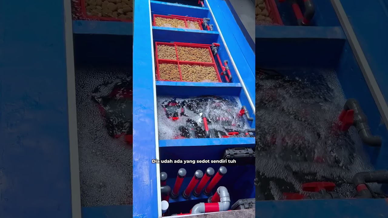 TUTORIAL BACKWASH ALA BLESS KOI