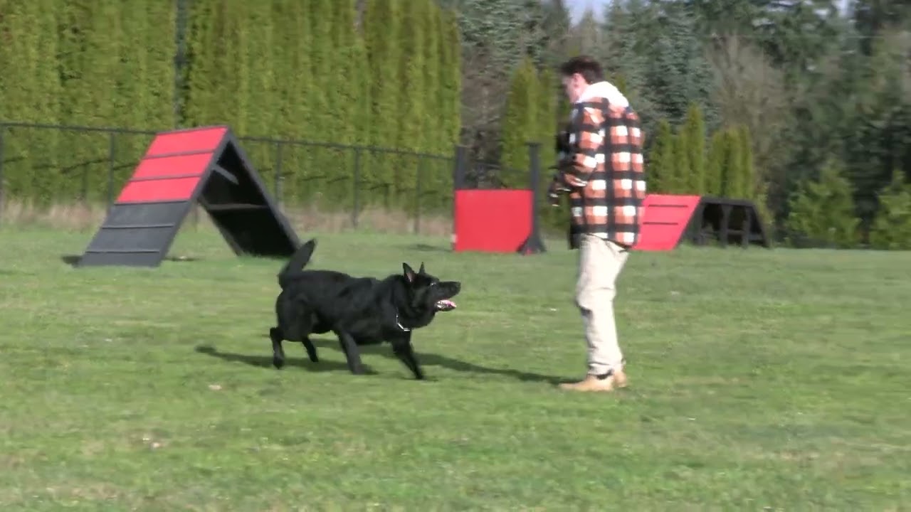 True Happiness To Perform! Kraftwork K9 Pro German Shepherds