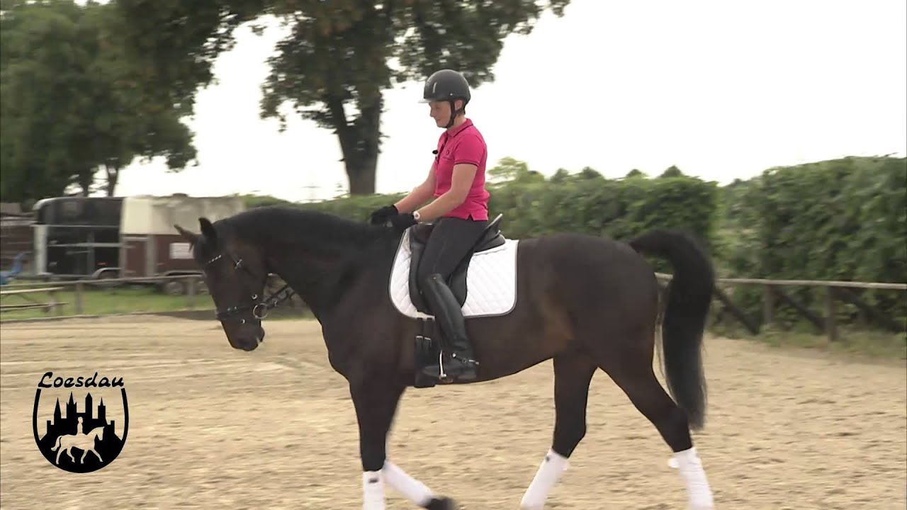 Loesdau Lessons: Basics mit Kati: Anreiten, Anhalten und Paraden auf dem Pferd