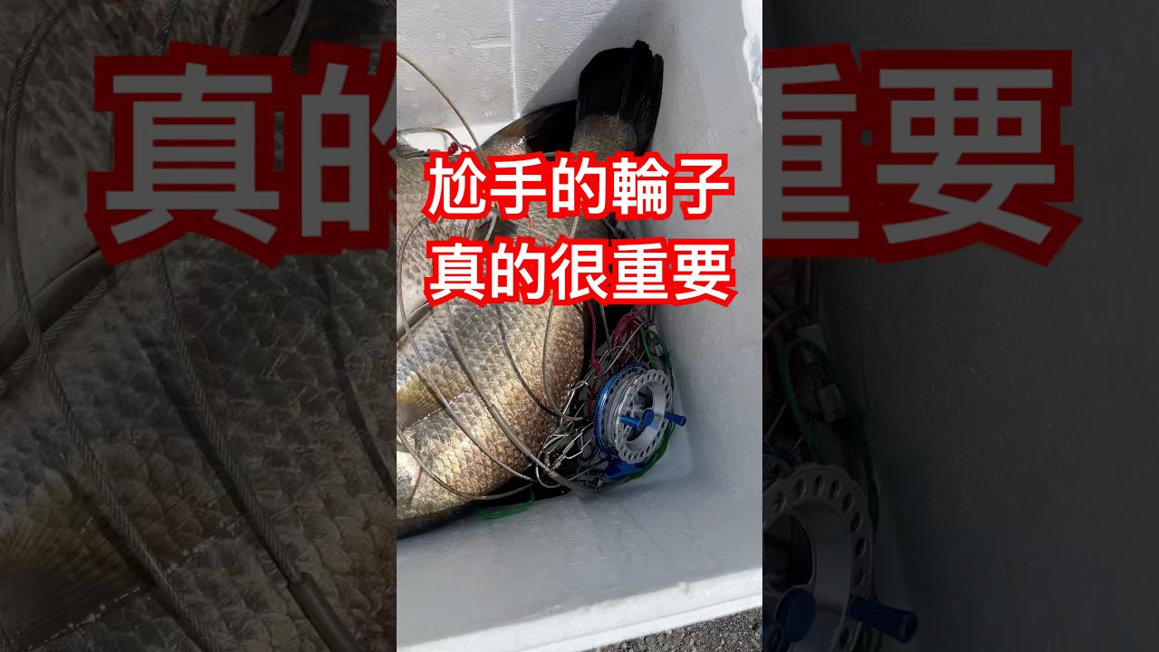 前打鱸魚 #鱸魚 #金目鱸 #前打 #放流