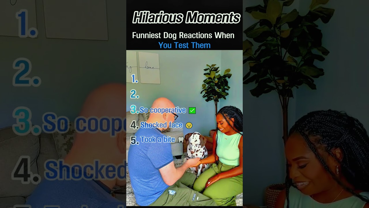 Funniest Dog Reactions When You Test Them #learning #pov #education #fanny