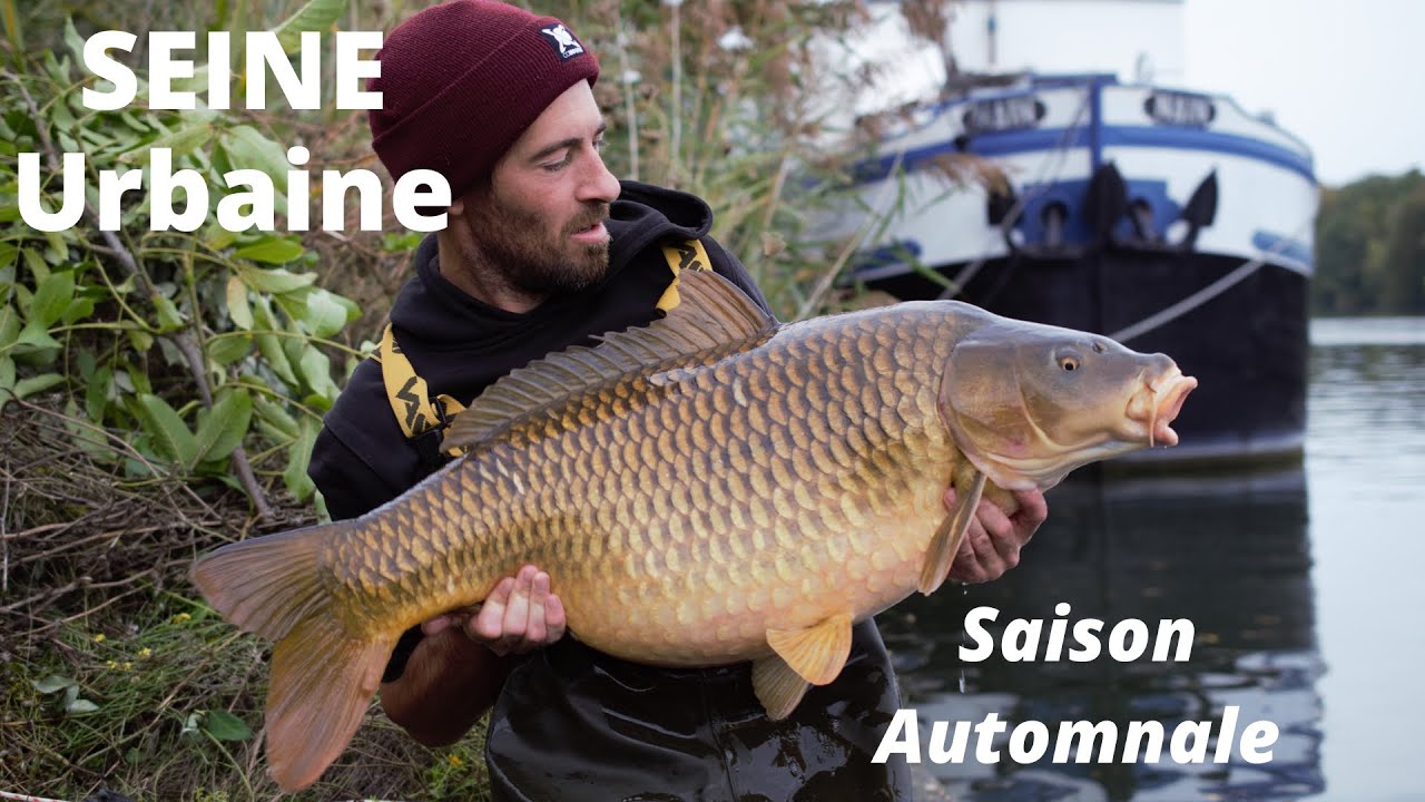 Pêche de la carpe en Seine urbaine / Urban river carpfishing