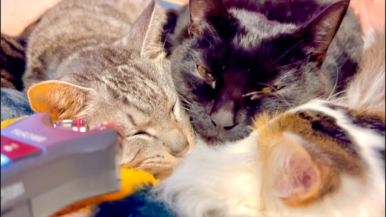 99%が5分で眠くなる😴 ｜猫×水の音｜Deep Relax｜Cat Purring & Wooden Balls