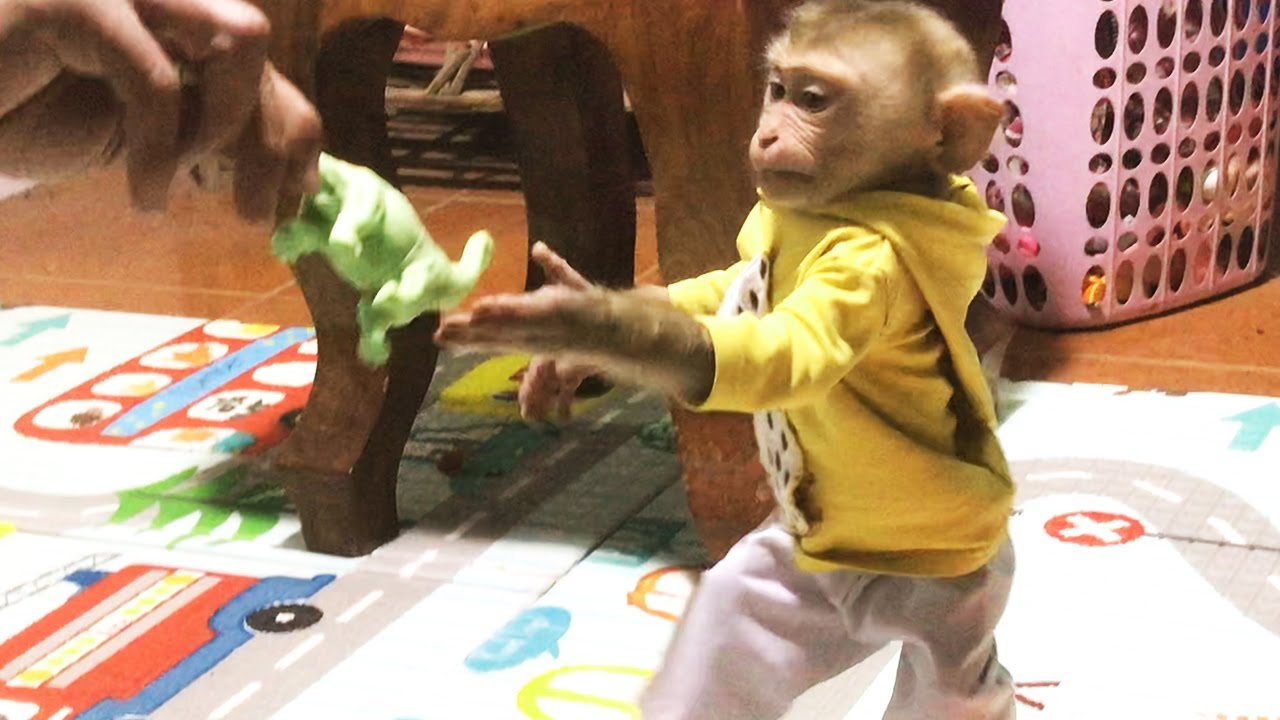 So Cute Dress Up Monkey Abbey Very Smart Open Door To Find Dad