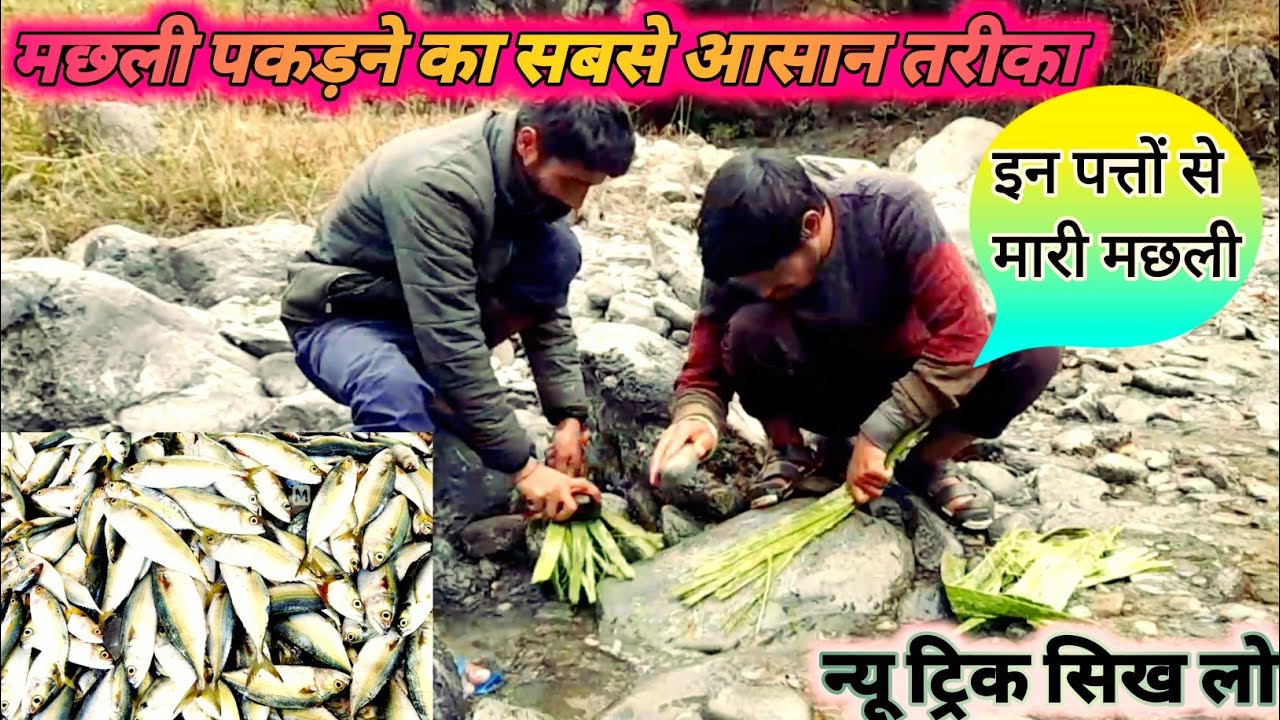 नदी में मछली पकड़ने की न्यू ट्रिक | पहाड़ में इन पत्तों से मारी जाती है मछली || Fish Trap New Trick |