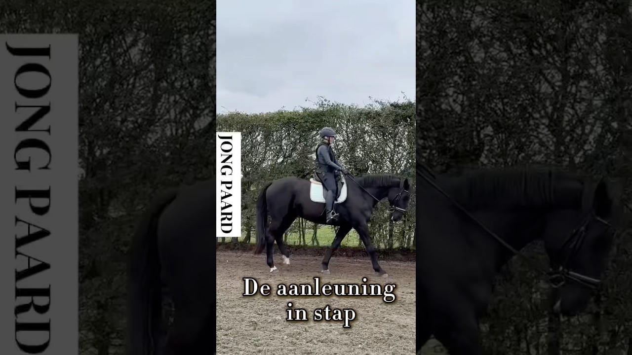 De aanleuning in stap komt vanuit het paard. #horsetraining #fyp #horse #horsetrainer #horseriding