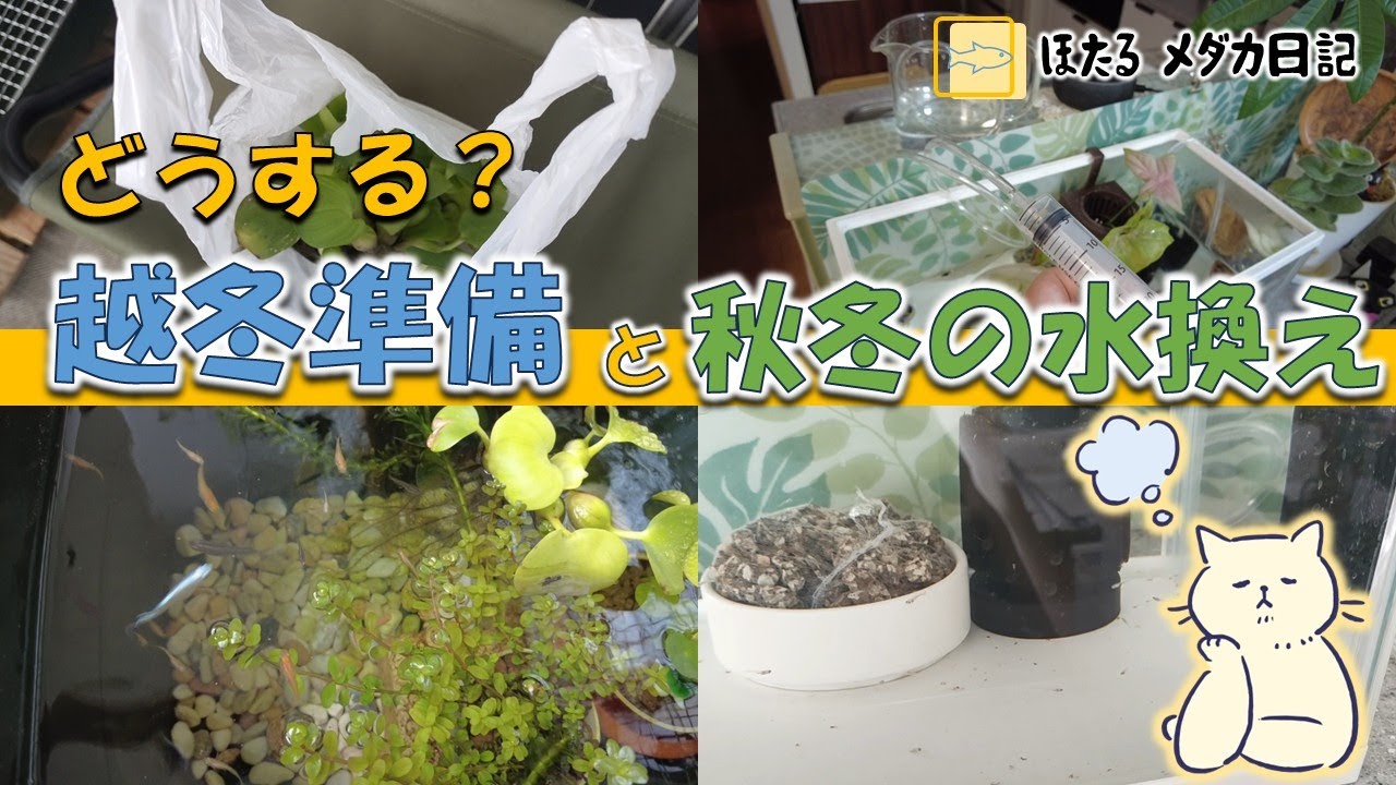 初めては不安がいっぱい！越冬準備とシリンジでの水足し方法#ビオトープ #メダ活 #メダカ #ベランダ #水槽 #越冬