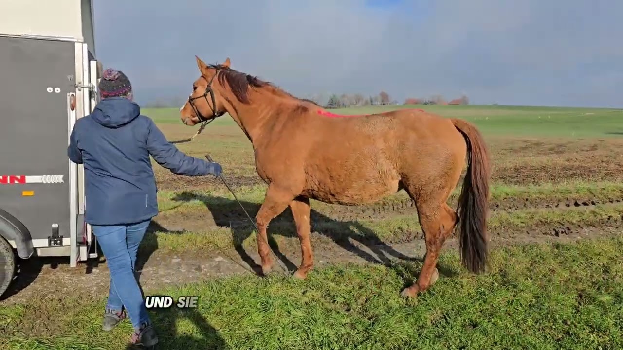 Verlade-Training mit Angst-Pferd