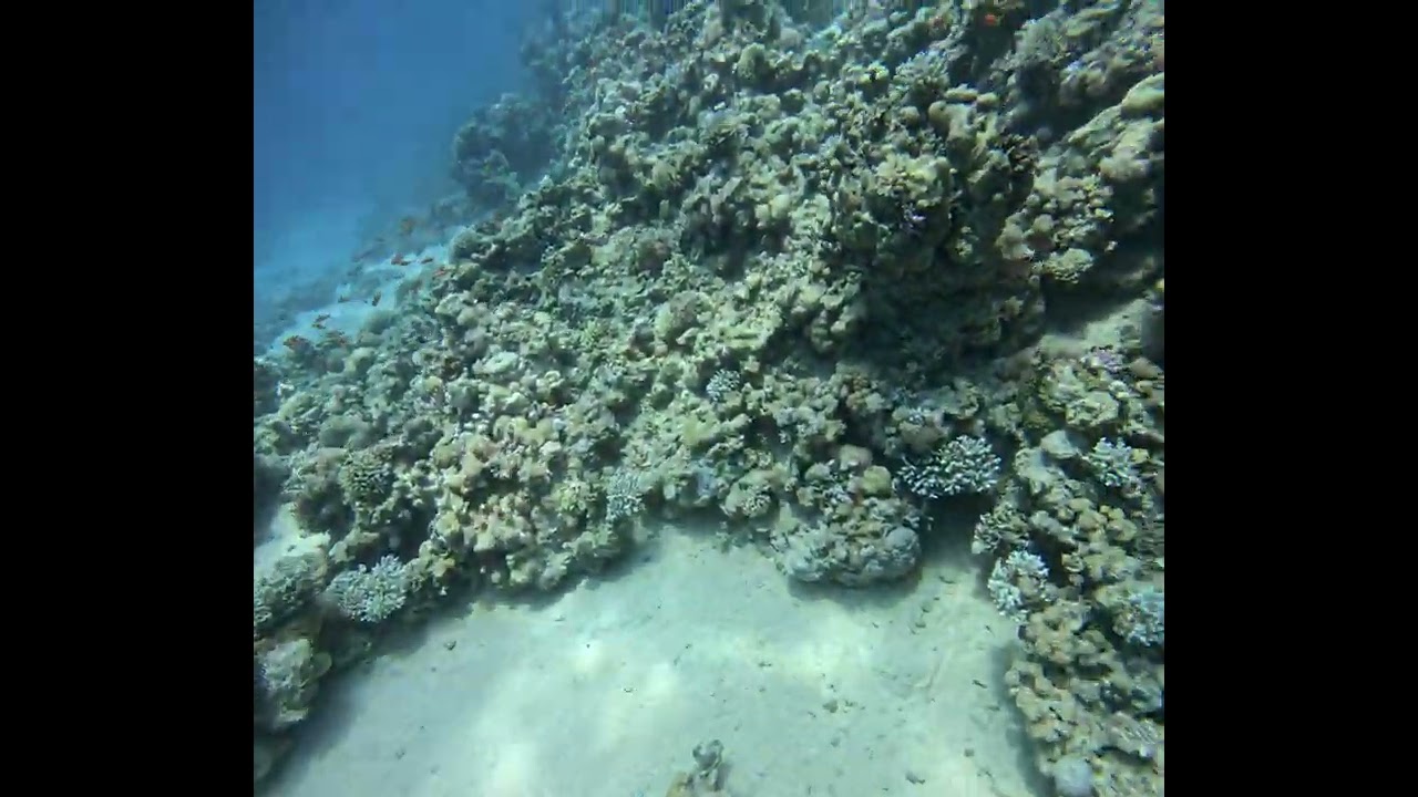 Discovering Vibrant Corals in Taba Fjord | Red Sea Diving Adventure