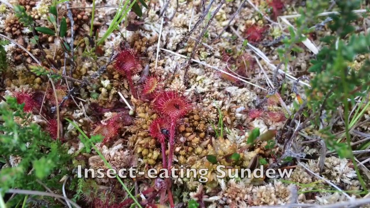 GO! Raised Bog Habitats