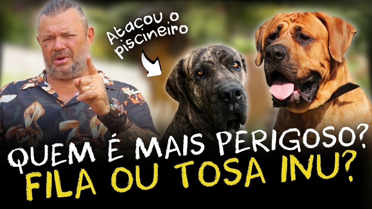 DESCUBRA POR QUE TOSA INU E FILA BRASILEIRO SÃO PROIBIDOS EM VÁRIOS PAÍSES!