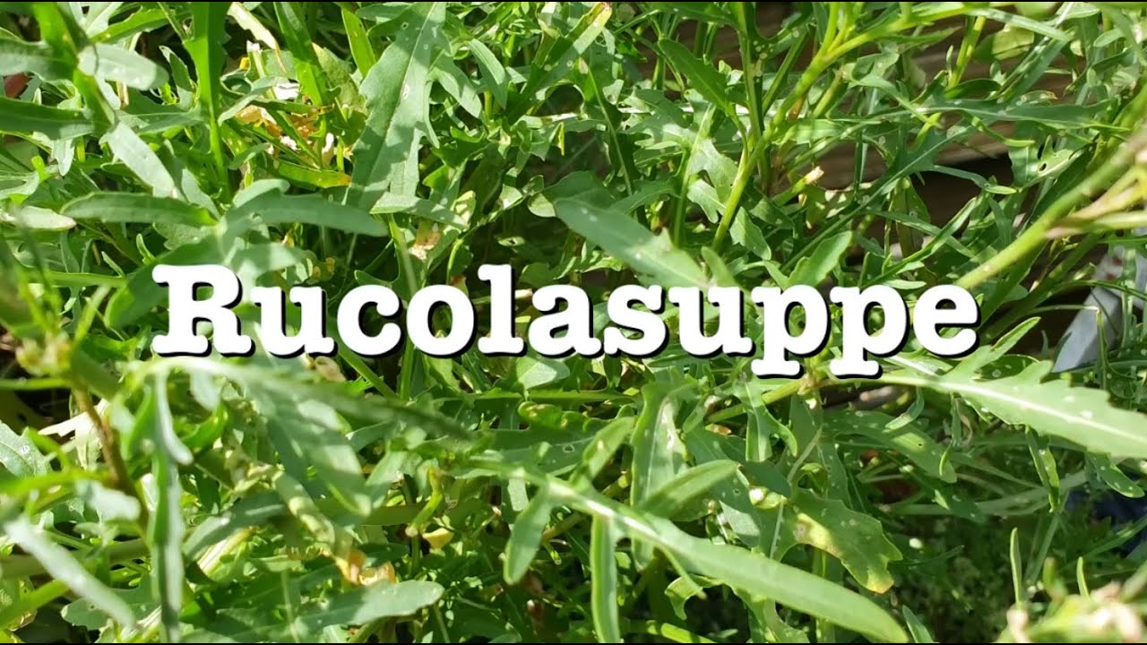 #217 Rucolasuppe