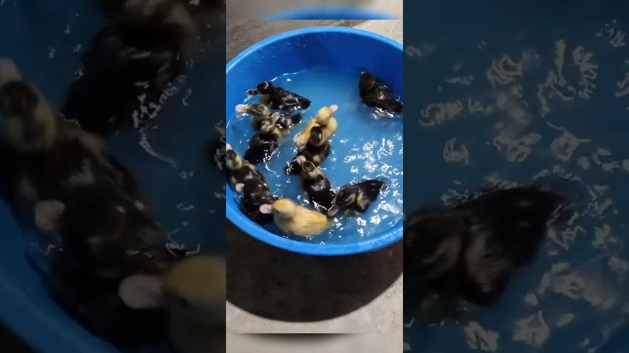 haser choto baccha jhole khela korche 🥰🦤#duck #viralvideo #viralshorts #subscribers #monitization