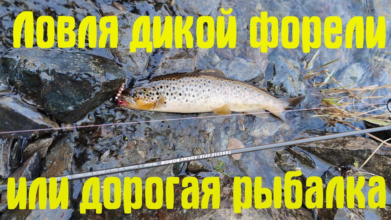 Ловля дикой форели или дорогая рыбалка