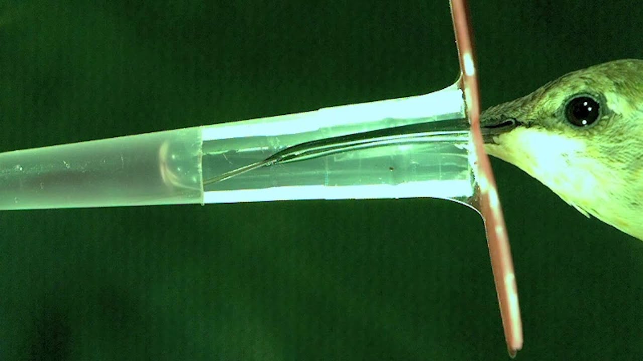 Hummingbird Tongues in Stunning Slow Motion