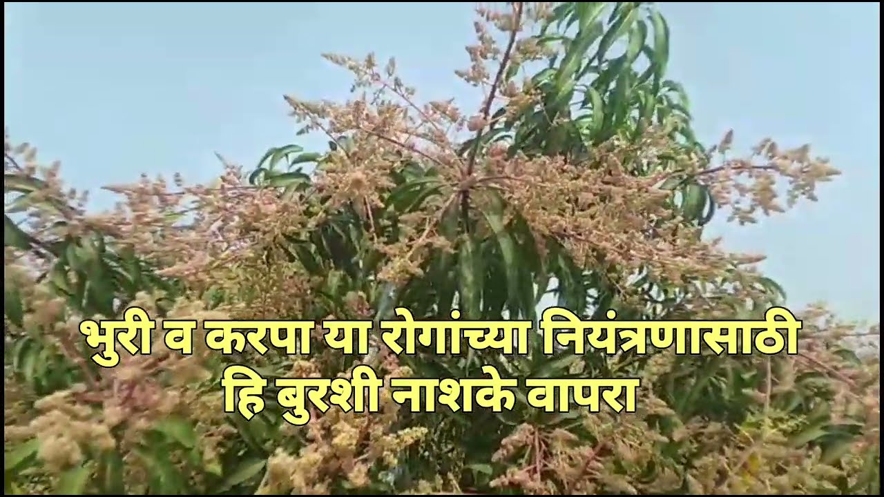 भुरी व करपा रोगाचे नियंत्रण करा व आंब्यांचे उचांकीत उत्पादन घ्या 7066856924