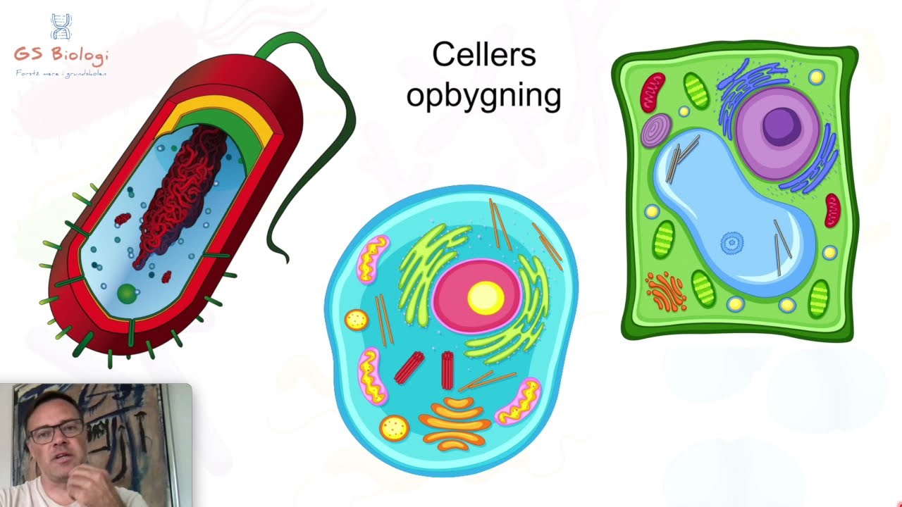 Cellers opbygning - Biologi 7. årgang