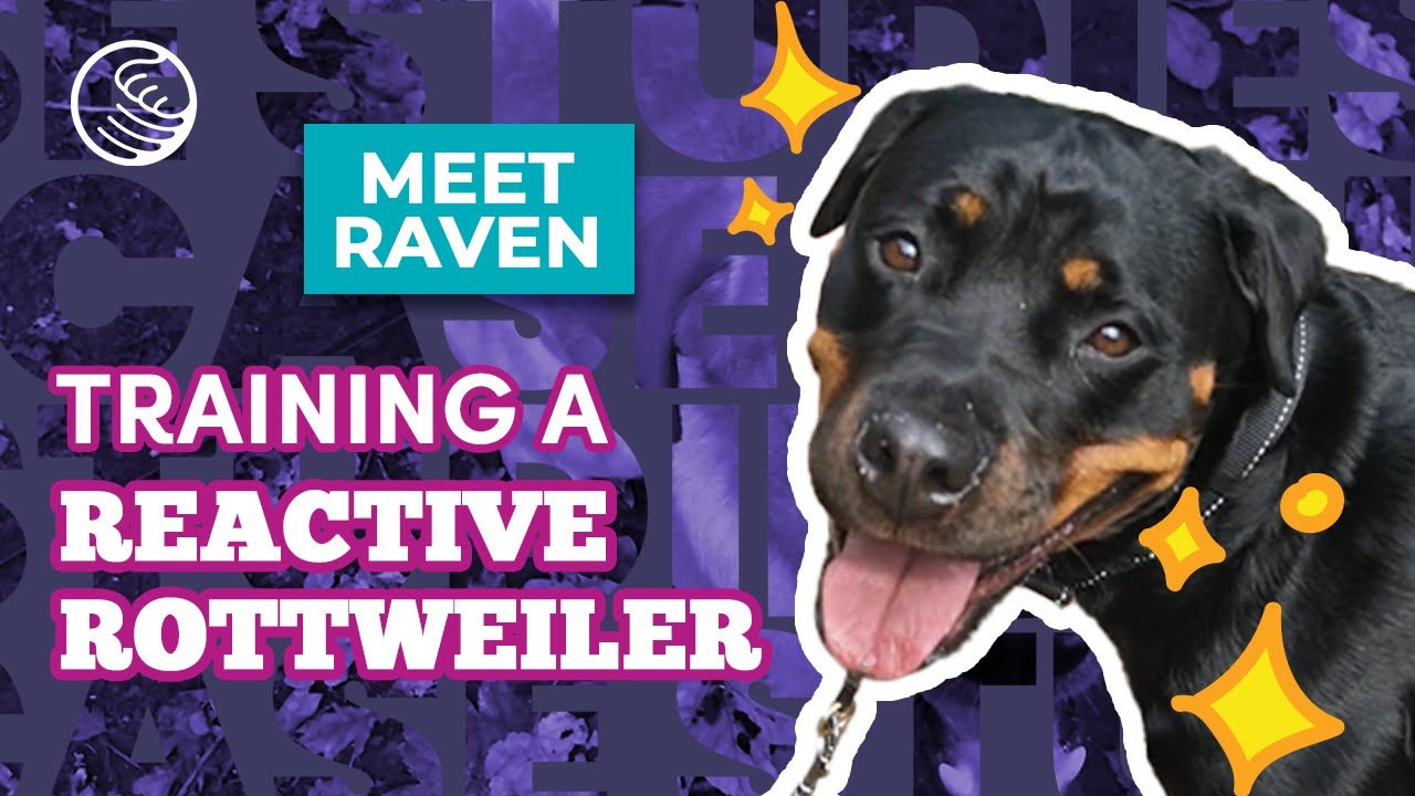 Raven Case Study ❘ Training a Reactive Rottweiler