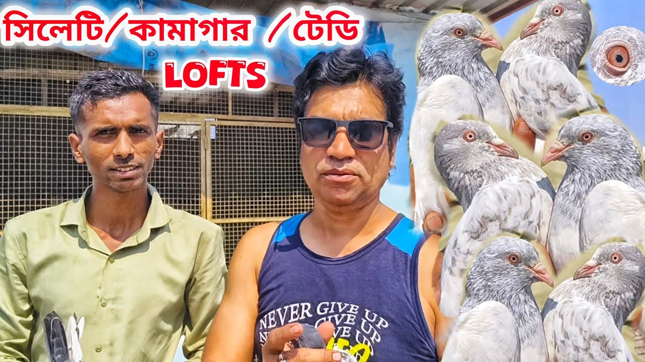 সিলেটি কামগার টেডি কালদম উড়াই গিরিবাজের বাজার।TEDDY KAMAGAR KALDOM LOFT DUMDUM। @pigeonsloverrj9600 