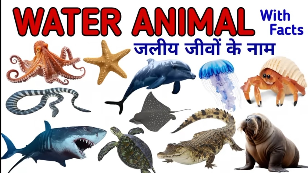 समुद्री जानवरों के नाम हिंदी में |Sea Animals Name in Hindiसमुद्र में रहने वाले जानवर #starbeamkids