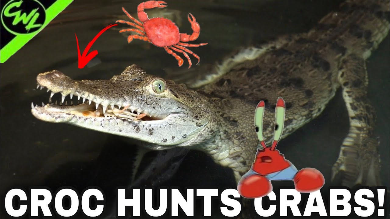 CROCODILE HUNTS CRABS FOR FUN!!!