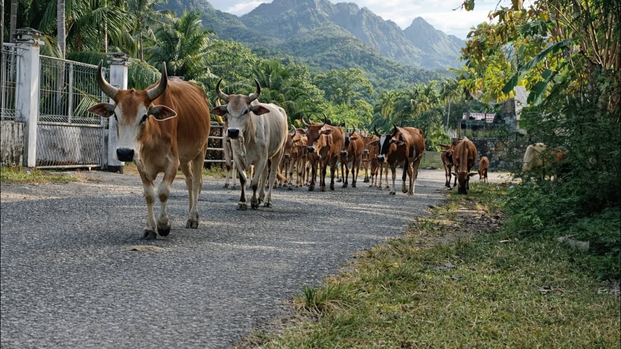 a group of tame cows walking in the morning looking for food