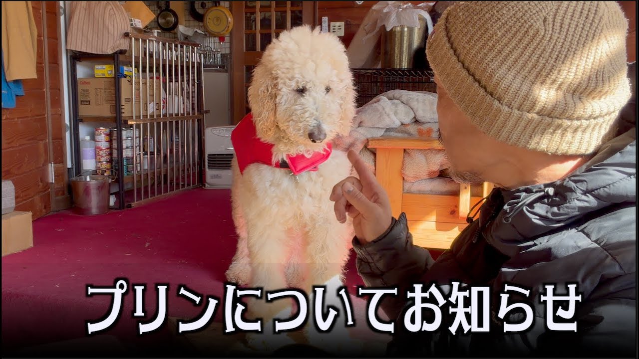 プリンの今後について
