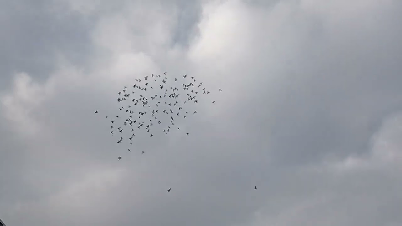 NAWET JASTRZĘBIE NA PSY ZESZŁY 🦅WYBIERAM SAME MURZYNY ZOBACZYMY ILE ICH JEST 23.11.2025🕊️🤚🦅