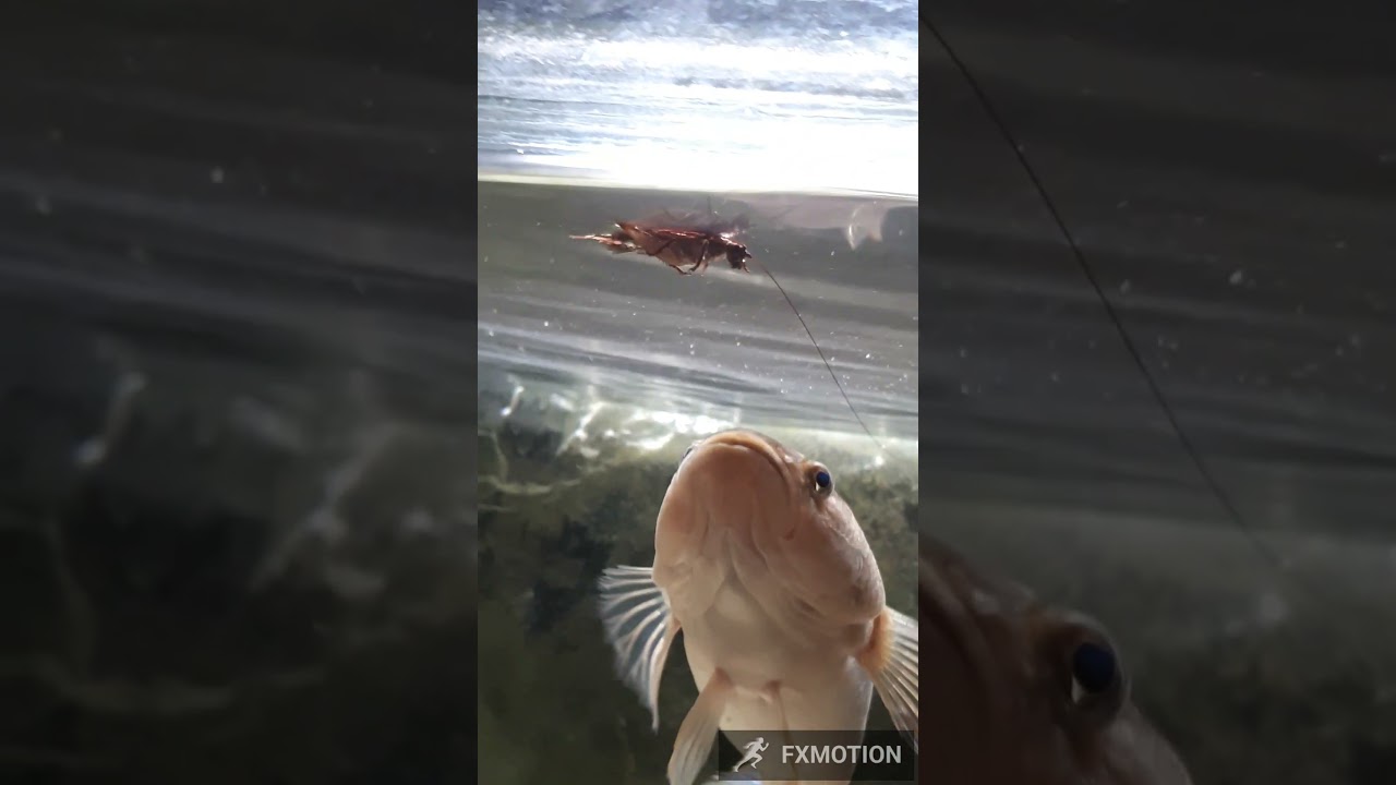 Spangled Gudgeon