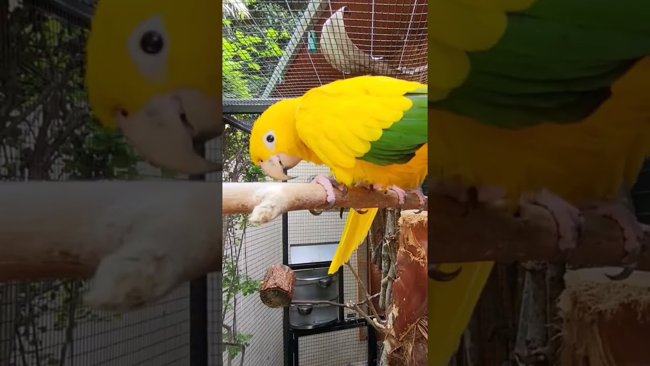 LORO PARQUE 🐬🐧🦍 TENERIFE CANARY ISLANDS 🌴🦥🐦